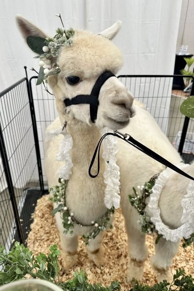 626855690_122164249250849796_6041222191026893003_n